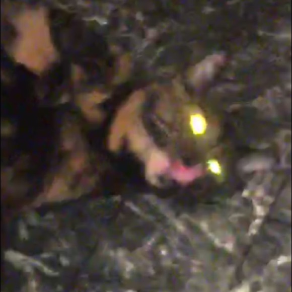 Meet your Posher, Ivy - Picture 1 of 1